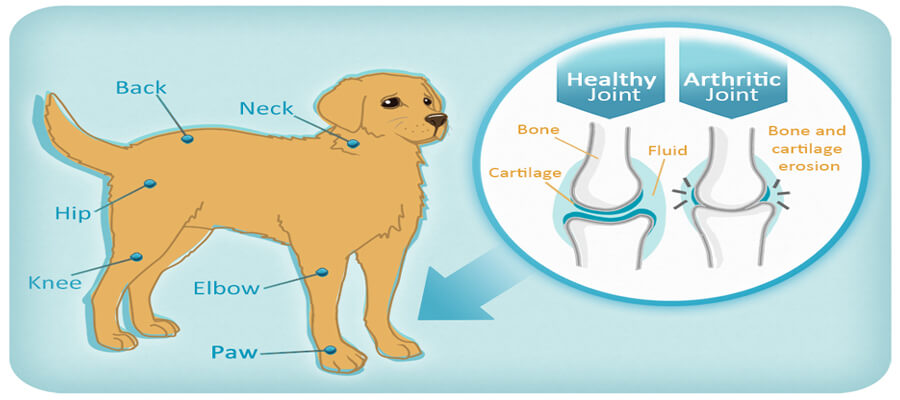 How to Recognize the Early Signs of Arthritis in Dogs